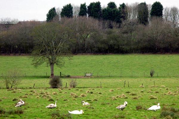 Swans & their cygnets.jpg